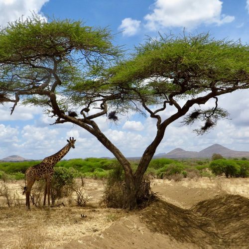 Tsavo east