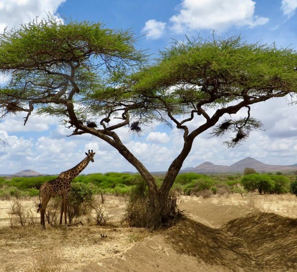 Tsavo east