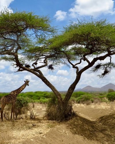 Tsavo east